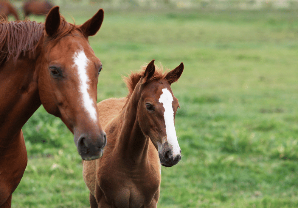 contracted tendons in foals